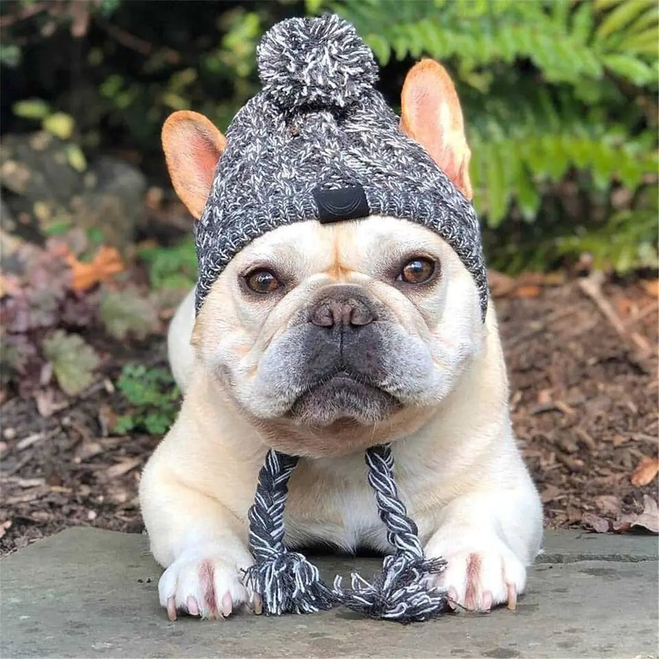 Dog Cap Companion
