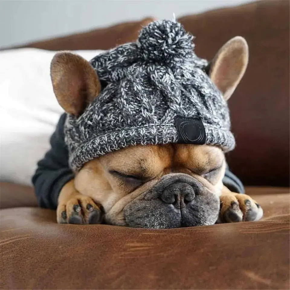 Dog Cap Companion