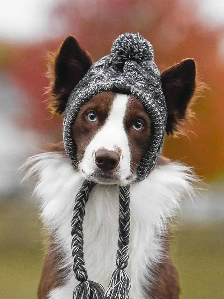 Dog Cap Companion