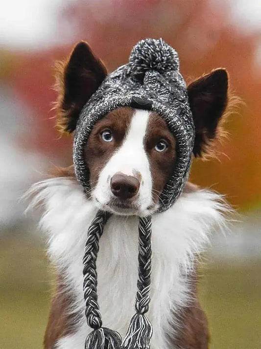 Dog Cap Companion